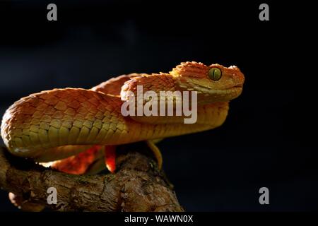 Mayombe (Bush-Viper Atheris squamigera anisolepis), auf einem Zweig, Captive, Zentralafrika Stockfoto