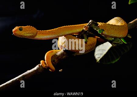 Mayombe (Bush-Viper Atheris squamigera anisolepis), auf einem Zweig, Captive, Zentralafrika Stockfoto