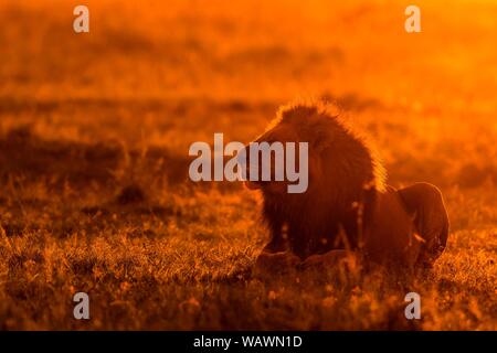 Afrikanischer Löwe (Panthera leo), männlich ruht im Gras bei Sonnenaufgang, Silhouette, Masai Mara National Reserve, Kenia Stockfoto