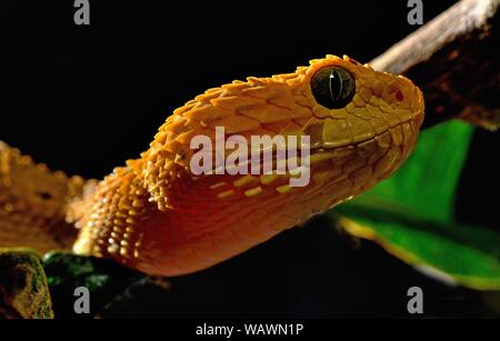 Mayombe (Bush-Viper Atheris squamigera anisolepis), auf einem Zweig, Captive, Zentralafrika Stockfoto