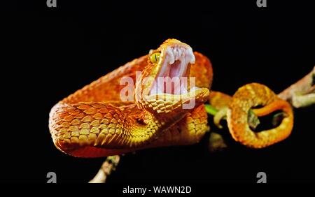 Mayombe (Bush-Viper Atheris squamigera anisolepis), Beißen, auf einem Zweig, Captive, Zentralafrika Stockfoto