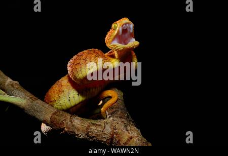 Mayombe (Bush-Viper Atheris squamigera anisolepis), Beißen, auf einem Zweig, Captive, Zentralafrika Stockfoto