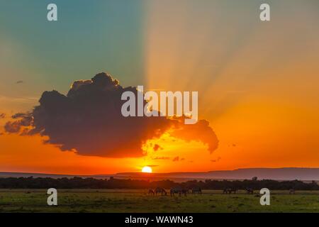 Burchell's Zebra (Equus burchellii), Herde weiden bei Sonnenuntergang, Masai Mara National Reserve, Kenia Stockfoto