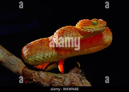 Mayombe (Bush-Viper Atheris squamigera anisolepis), auf einem Zweig, Captive, Zentralafrika Stockfoto