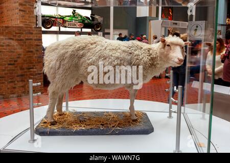 Schaf Dolly, erstes geklontes Säugetier, Royal Museum, Edinburgh, Schottland, Vereinigtes Königreich Stockfoto