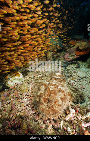 Tasseled wobbegong Hai, Eucrossorhinus dasypogon, Tarnung Neben golden Kehrmaschinen, Parapriacanthus ransonneti, Raja Ampat Indonesien. Stockfoto