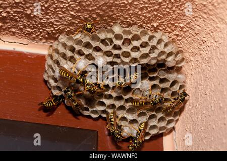 Europäischen Wespen (feldwespe dominula), weibliche Arbeitnehmer am Nest auf einer Hauswand, mit Larven, Sachsen, Deutschland Stockfoto