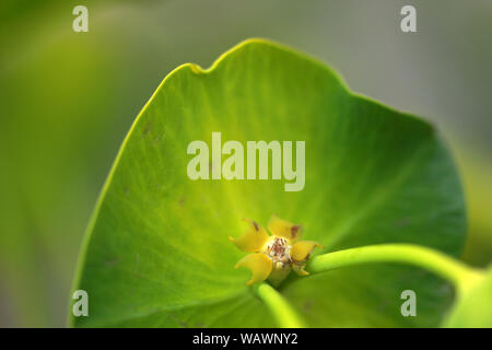 Zypressen-Wolfsmilch (Euphorbia Cyparissias) Stockfoto