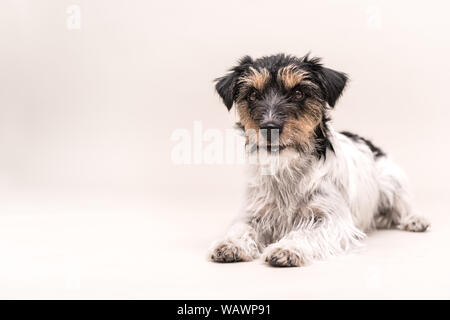 Wenig tricolor Hund liegt vor weißem Hintergrund. Jack Russell Terrier Rauhhaarige Stockfoto