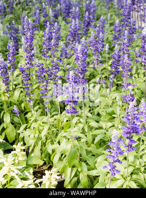 Salvia farinacea (Fairy Queen) Blume blüht in den Kunststoffbehälter im Botanischen Garten. Stockfoto