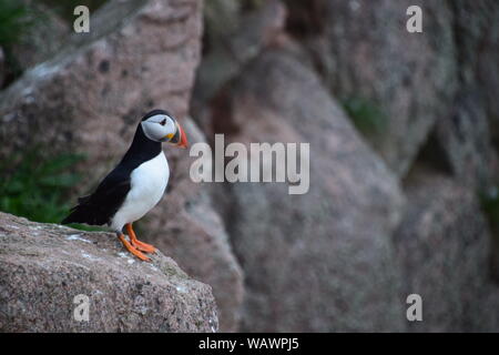 Papageitaucher auf Klippe Flanke an bullers von Buchan, Cruden Bay, in der Nähe von Aberdeenshire Stockfoto