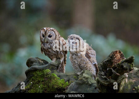 Waldkauz, Strix aluco mit Küken, die Verzweigung begonnen hat, Großbritannien Stockfoto