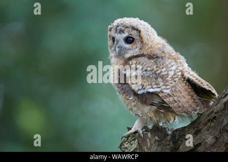 Waldkauz, Strix aluco Küken owlet Verzweigungen in einem Holz, Yorkshire, Großbritannien Stockfoto