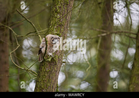 Waldkauz, Strix aluco Küken owlet Verzweigungen in einem Holz, Yorkshire, Großbritannien Stockfoto