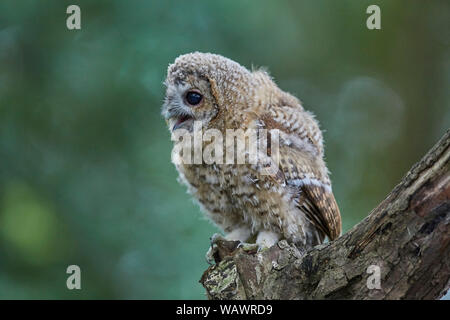 Waldkauz, Strix aluco Küken owlet Verzweigungen in einem Holz, Yorkshire, Großbritannien Stockfoto