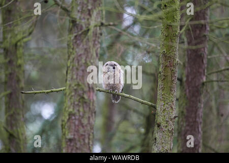 Waldkauz, Strix aluco Küken owlet Verzweigungen in einem Holz, Yorkshire, Großbritannien Stockfoto