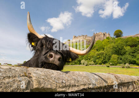 Highland Kuh in Schottland, lugen über die Oberseite der Wand vor Stirling Castle - Schottland, Großbritannien Stockfoto