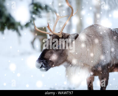 Rentier in Nordfinnland. Stockfoto