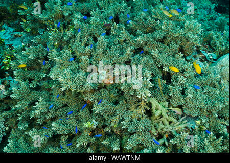 Springer Dirne Fische, Chrysiptera springeri, schützende um Verzweigungen hardcoral, Acropora subglabra, Raja Ampat Indonesien. Stockfoto