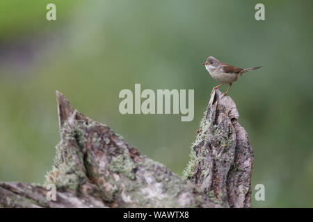 Common Whitethroat, Sylvia communis, eine mittelgroße Warbler Stockfoto