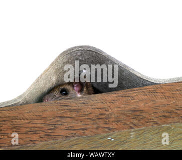 Die Ratte im Raum versteckt zwischen den Holzbalken und die Dachziegel, Ausblenden von Mäuse, Maus isoliert auf weißem Hintergrund Stockfoto