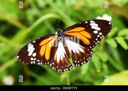 Schwarz geäderten Tiger, Danaus melanippus, gemusterten orange weiße und schwarze Farbe auf die Verbreitung Flügel, der Schmetterling auf der Suche nach Nektar auf Blume Stockfoto