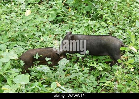 Zwei Wildschweine zu Fuß in den Wald, Schwarz baby Schwein, Thai Wildschwein in der natürlichen Umgebung der Zikade quaken, Wildlife in Thailand Stockfoto