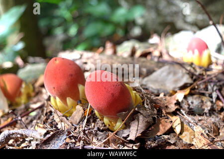 Seltsame sphärischen Pflanze ähnelt ein rotes Ei auf Schmutz Land voller trockene Blätter, Sapling von Balanophora Fungosa oder Muskatnuss Baum im Wald Stockfoto