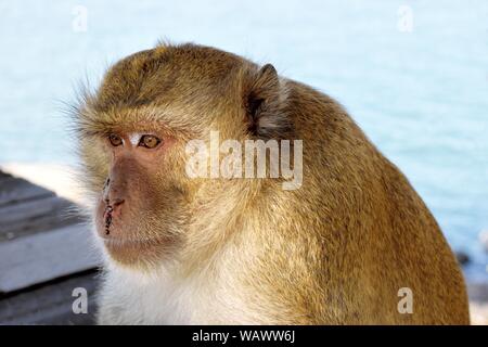 Golden haarige Affe mit blutigen Gesicht mit traurigen Augen, Long-tailed macaque, Krabben - essen Makaken, Zustand der verletzten Tieren, die nach dem Krieg und der Kampf gegen Stockfoto