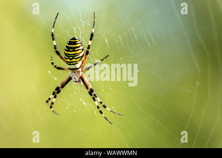 Gelb gestreifte Spinne draußen in der Natur in ihrem Spinnennetz. Argiope Bruennichi auch Zebra-, Tiger-, Seidenband, Wasp spider Vor unscharfen b Stockfoto