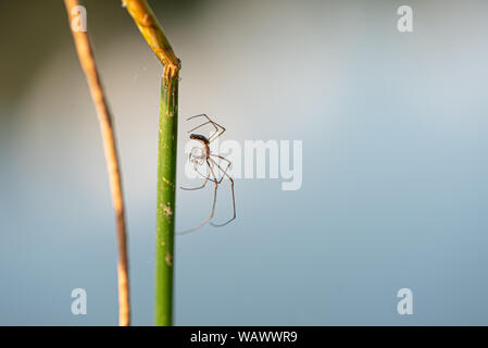 Spinne in der freien Natur auf einem Grashalm vor blauem Himmel Stockfoto