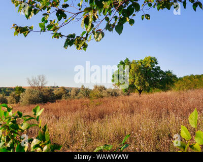 Herbst Landschaft mit einem Baum, auf einer Wiese von trockenem Gras und Heu unter einem klaren blauen Himmel. Stockfoto