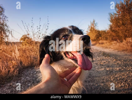 Nahaufnahme der männlichen Hand streichelte seinen Hund. Lustig Welpe Gesicht offener Mund, lange Zunge, aufgeregt, Gefühl, spielt mit seinem Meister. Eigentümer streichelt seine o Stockfoto