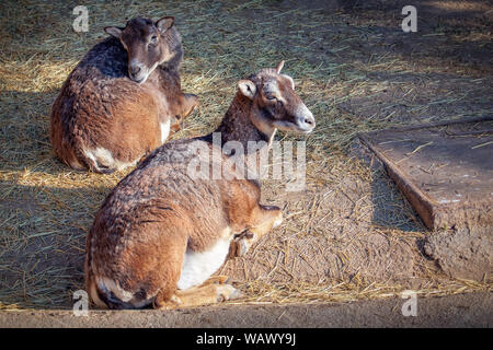 Zwei adorable Schaf liegend auf dem Boden Stockfoto