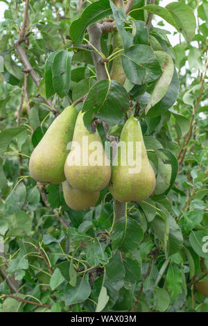 August! Die Zeit des Jahres. Birnen hängen an den Birnbaum, bereit, abgeholt zu werden, Stockfoto