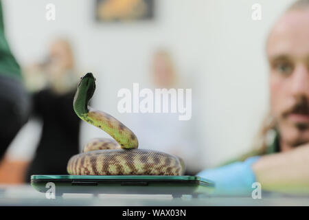 London, Großbritannien. 22 Aug, 2019. ZSL London Zoo keepers die Höhen und Gewichte aller Tiere - Informationen, die ihnen hilft, ihre Gesundheit und ihr Wohlbefinden zu überwachen. Black-headed Python (Jugendlicher) 102 g Quelle: Chris Aubrey/Alamy leben Nachrichten Stockfoto