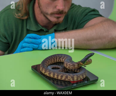 ZSL, London, UK. 22. August 2019. Reptilien, einschliesslich diesem jugendlichen Schwarz vorangegangen Python, abgewogen sind bei der jährlichen wiegen, ist eine Gelegenheit für die Tierpfleger im ZSL London Zoo, um sicherzustellen, dass die Informationen, die Sie aufgezeichnet haben, ist aktuell und präzise, wie jede Messung wird dann auf den Zoologischen Information Management System (zims), eine Datenbank mit Zoos in der ganzen Welt, die zoowärter wichtige Informationen zu Tausenden von gefährdeten Arten zu vergleichen Shared hinzugefügt. Credit: Malcolm Park/Alamy Leben Nachrichten. Stockfoto