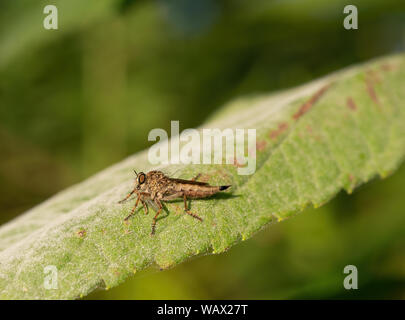 Räuber fliegen aka Assasin fliegen (Asilidae) mit Beute. Stockfoto