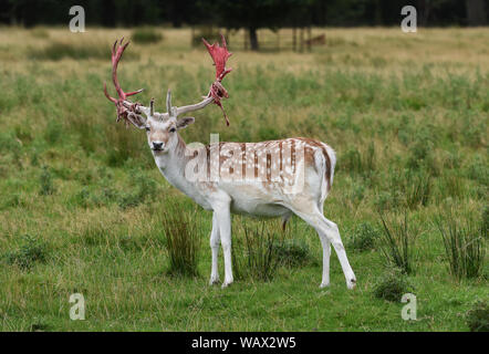 Attingham Park, Shropshire, Großbritannien 22 August 2019 Oh deer! Ein damwild buck Suche ein wenig gory nach Shedding die samtene Haut, die von seinem Geweih in der Vorbereitung für die brunftzeit an Attingham Park in Shropshire. Die Hirsche wachsen neue Geweih jedes Jahr und die Haut liefert Nährstoffe und Blut fließen in die wachsende Geweih Knochen unterhalb. Quelle: David Bagnall/Alamy leben Nachrichten Stockfoto