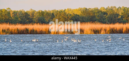 White Swan Kolonie in das Donau Delta, Unesco Weltkulturerbe Stockfoto