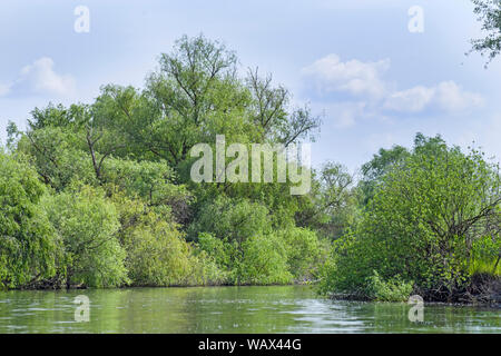 Bootsfahrt auf dem Wasser Kanal im Donaudelta (Unesco Weltkulturerbe), Sommer Landschaft im schönen, sonnigen Tag Stockfoto