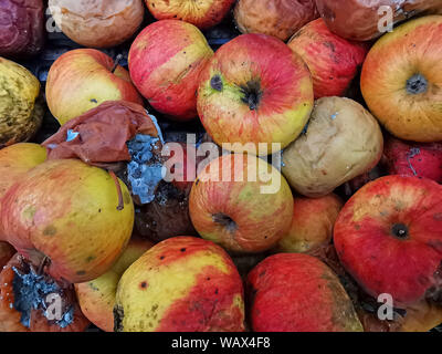 Krank und faulen Apfel als Hintergrund. Trockene Haut und schlechte Äpfel Stockfoto