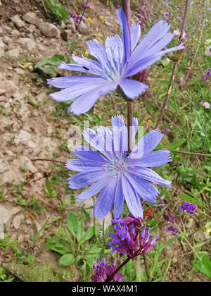 Schöne violette Blume im Sommer Feld, Bild schließen Stockfoto