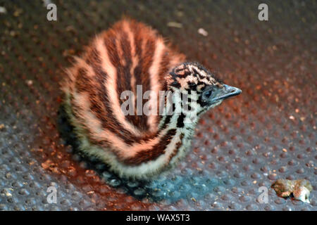 Baby wwu im Juni 2019 im Cotswold Wildlife Park, Witney, Oxfordshire, UK geboren. Teil des Cotswolds. Stockfoto