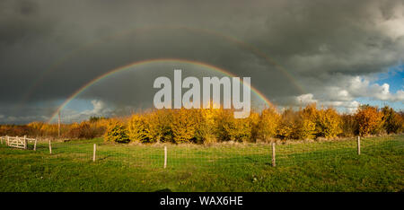 Panorama eines hellen Doppelregenbogens über Bäumen mit goldenem Herbstlaub im Erholungsgebiet Bentwoud in den westlichen Niederlanden Stockfoto