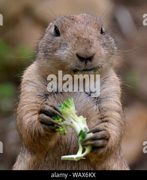 Präriehunde im Cotswold Wildlife Park, Witney, Oxfordshire, UK. Teil des Cotswolds. Stockfoto