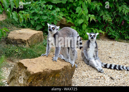 Kattas im Madagaskar Gehäuse im Cotswold Wildlife Park, Witney, Oxfordshire, UK. Teil des Cotswolds. Stockfoto