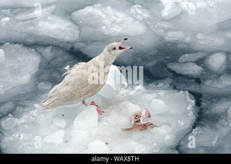 Arktische Möwe (Larus glaucoides), Jungtiere, im Wintergefieder, stehend mit offenem Schnabel auf einer Eisscholle, Hafen, Ilulissat, Avannnaata, Grönland, Dänemark Stockfoto