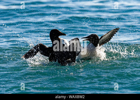 Zwei Dickschnabellummen (Uria lomvia) kämpfen im Meer, Alkefjellet, Hinlopenstraße, Spitzbergen Archipel, Norwegen Stockfoto