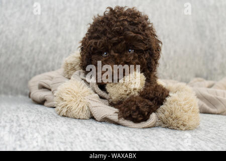 Puppy dog Unfug beißen eine Quaste Decke auf dem Sofa liegen. Stockfoto
